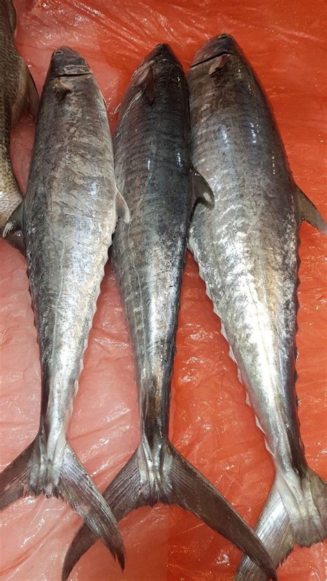 whole fish|Whole Batang Fish Singapore (2.5.
